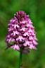 NABU_Pyramidenorchis1_w.jpg