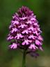 NABU_Pyramidenorchis5w.jpg