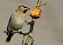 NF_Seidenschwanz_3__Dennis_Heidrich_seidenschwanz_garrulus_bombycilla.jpg