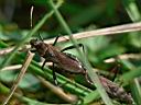 northe-insektenhochzeit-Tal.jpg